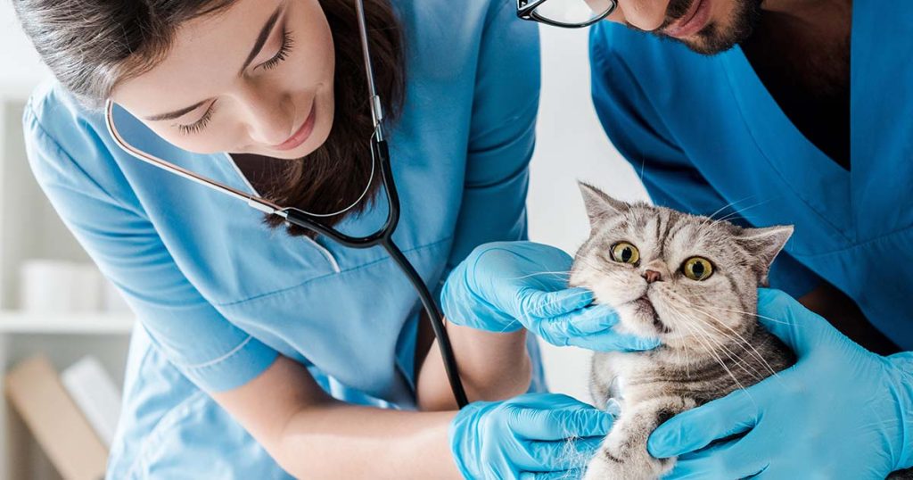 vets looking at a cat
