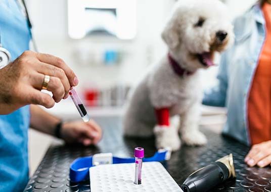 dog having blood test