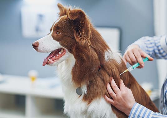 dog getting vaccinated in vets
